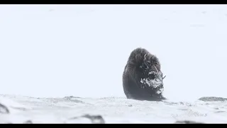 Musk ox in blizzard