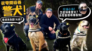 【從零開始養】台灣警犬隊!查緝毒品!咬補小偷!?怎麼領養警犬?去台中燈會搜尋爆裂物?怎麼成為領犬員?【許伯簡芝】德國狼犬!拉不拉多!比利時狼犬!