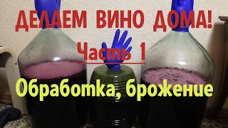 Домашнее вино из Изабеллы. Часть 1. Обработка, брожение.