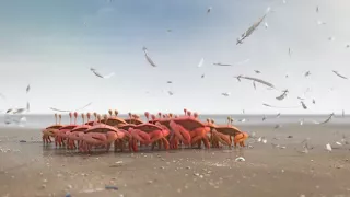 Stronger When We Work Together: CRAB - Short Film (A Good Example of Teamwork)