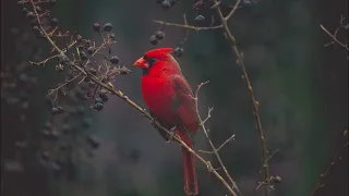 Lullaby of Birdland. Shearing/Forster (Cover).