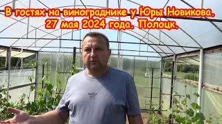 В гостях на винограднике у Юры Новикова. 27 мая 2024 года. Полоцк.