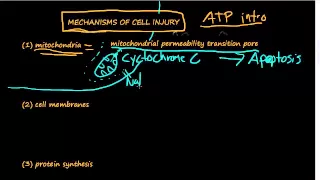 #10 - Cellular mechanisms of cell injury - ATP, Damage to Mitochondria, Influx of Calcium