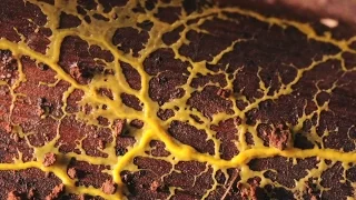 Lens of Time: Slime Lapse | bioGraphic