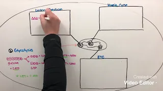 Aerobic Cell Respiration