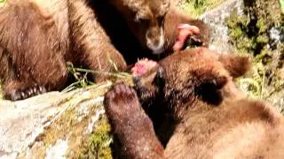 Brown Bear Cubs Eating Salmon at Anan Creek