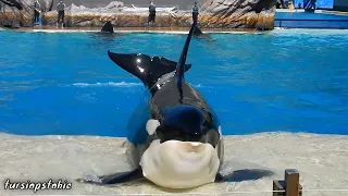 Front row at SeaWorld San Diego's Orca Encounter (Full Show, 03/02/2024)