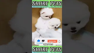 🐶Cute and Funny Dog Videos Compilation _452_ #shorts #shortsfeed #youtubeshorts #short