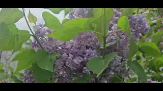 Lilac heaven in my garden.