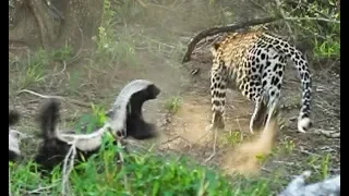 Honey Badger Saves Baby from a Leopard