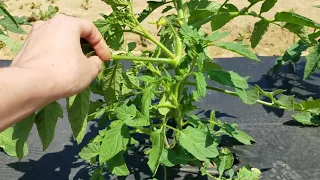 How to Prune Bush Type or Determinate Tomato Plants