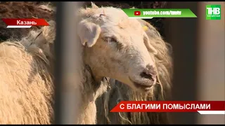 🕌 В Казани священный обряд жертвоприношения на Курбан-байрам можно совершить на 17 площадках | ТНВ