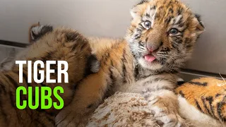 Cleveland Metroparks Zoo Announces Birth of Amur Tiger Cubs