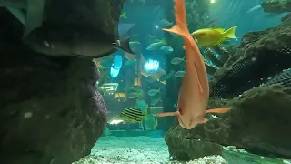 RELAXING MUSIC AQUARIUM SCENES #10