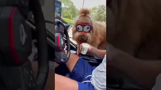 Puppuccino cheers up sad dog! #dogdad #goldenretriever #goldendoodle