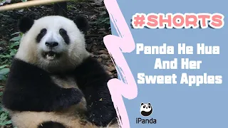 Panda He Hua And Her Sweet Apples | iPanda #shorts