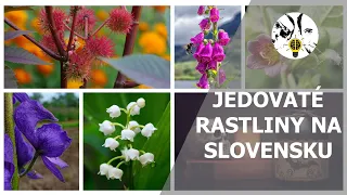 Jedovaté rastliny na Slovensku - UNIKÁTNE INFORMÁCIE ep. 22