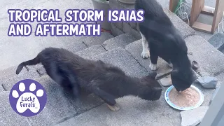 Tropical Storm Isaias And Aftermath * S4 E7 * Cat Vlog
