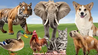 Cute Little Animals: Cat, Duck, Dog, Horse, Elephant - Animal Paradise