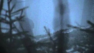 Dürgő Siketfajdkakas a ködös erdőben