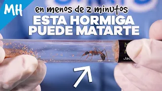 Compré la HORMIGA BULLDOG, es tan LETAL?  - Myrmecia nigrocincta | El Mundo de las Hormigas