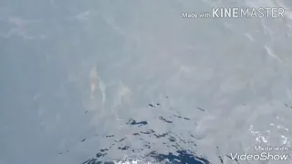 DOLPHINS PLAYING INFRONT OF SHIPS BOW