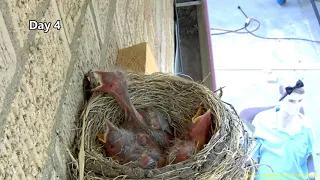 Hawk steals two 14 day old baby robins. Before and After.