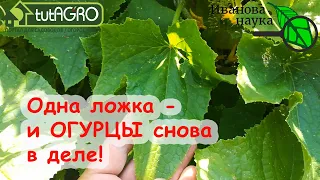 УРОЖАЙ ОГУРЦОВ НЕ РАДУЕТ? Одна ЛОЖКА ЭТОГО СРЕДСТВА и ОГУРЕЧНИК СНОВА МОЛОДОЙ ДО ОКТЯБРЯ! Омоложение