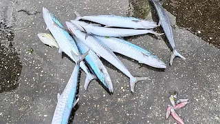 4K 夏季罕見肥土魠 奇蹟來了 so surprised, so fat Spanish mackerel at Summer, 源興定置漁場 seafood fishport fishground