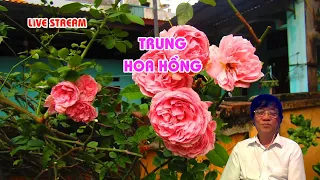 CÓ NÊN CẮT CÀNH KHI HOA HỒNG CHƯA TÀN ?!  TRUNG HOA HỒNG