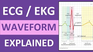 ECG Waveform Explained and Labeled | ECG Interpretation Nursing NCLEX