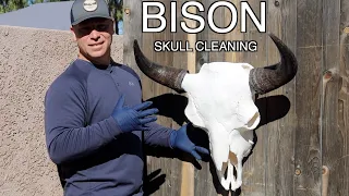 SKULL CLEANING A GIANT BISON "HOW TO"