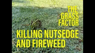 KILLING NUTSEDGE AND FIREWEED [2019 SIMPLE MIX] + Glyphosate Damage?