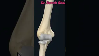 Humerus