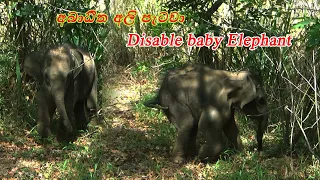 Disabled baby elephant