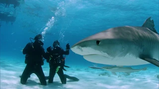 Who's the Toughest? | Shark Week