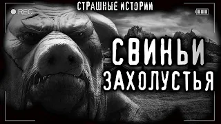 Страшные истории про деревню - СВИНЬИ ЗАХОЛУСТЬЯ. Мистические Страшилки на ночь Мистика Creepypasta