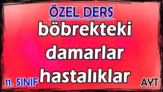 29) Boşaltım Sistemi 3 - Böbrekteki Damarlar ve Hastalıklar - Özel Ders (11. Sınıf)