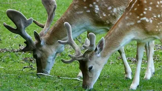 Fascinating Facts about Deer