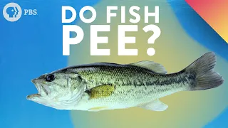 Do Fish Pee?