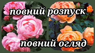 Англійськи троянди Леді оф Шалот🌹Мері Роуз 🌹Огляд, порівняння, враження 🤔🥰