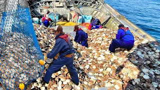 This is How Fisherman Scallops on the japan sea - Hundreds Tons of Scallop Processing in Factory