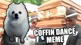 Dança do Caixão (Coffin Dance Meme) em cachorrês