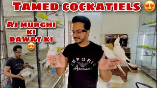 Tamed cockatiels ka piyar || Aj murgho ki dawat ki boiled rice ki #birds #tamed #aseel #aseelmurga