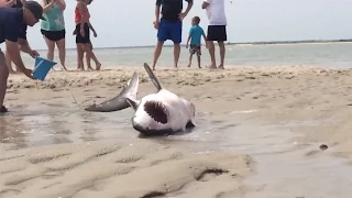 Young Great White Shark Saved On Beach