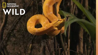 Snake v. Bat | World's Deadliest