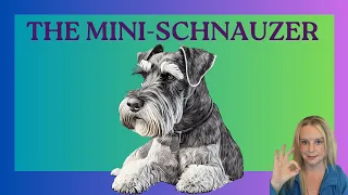 The Mini-Schnauzer is MIGHTY Awesome