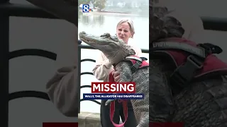 Emotional support alligator vanishes