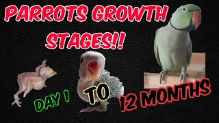 Indian Ringneck Growth Stages Day 1 to 12 Months || Parrot growth Stages || Shabu's Vlog