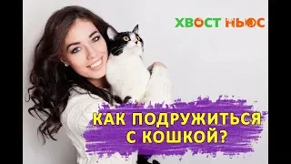 Как подружиться с кошкой?